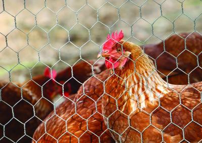 Grillage à poule pour volière