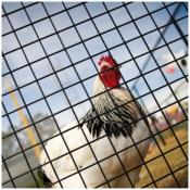 Grillage galvanis PVC noir soud maille carre pour volire 50cmx25m